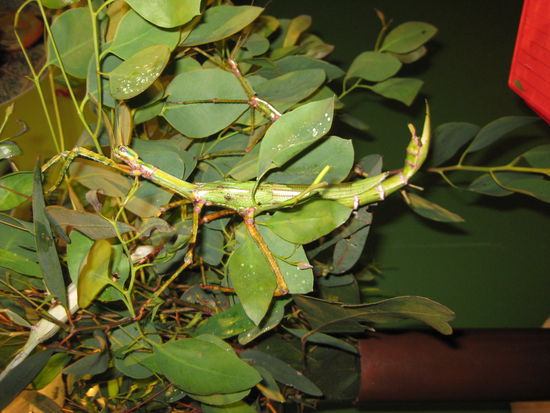 "Tier"...  
(Seb weiss bestimmt Naeheres... Wir haben es von ihm gegruesst!)