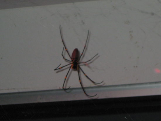 Hundsmanspider (oder so...) ca. so gross wie ein Fruehstuecksteller