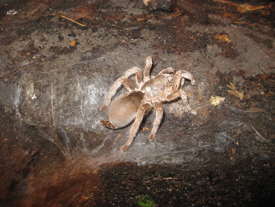 Bird-eating-spider (wuerrrg...)