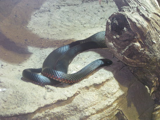 kleine, giftige Schlange