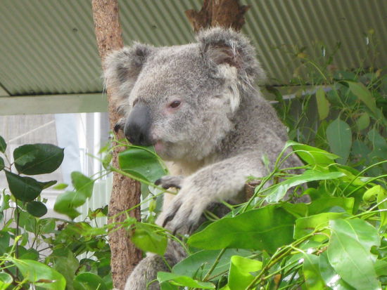 so ein suesser, kleiner Koala!
Die sind viel kleiner als wir dachten...passen genau auf einen Arm