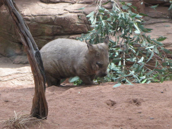 Kleiner, dicker Wombat! Zum Knutschen!