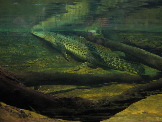 grosses Salzwasserkrokodil (auch liebevoll "saltie" genannt)