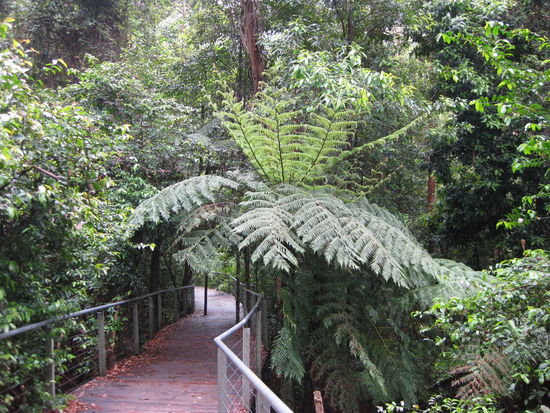 unten im Tal im Rainforest