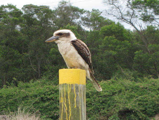 laughing Kokaburra... in Nowra
Wenn die "loslachen", hoeren sie sich an wie Affen