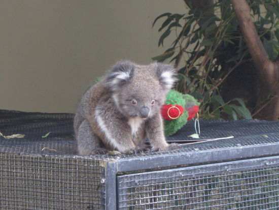 Der Baby-Koala... sooo suess!
