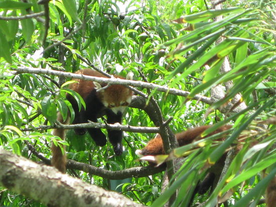 kleine rote Pandas im Mogo-Zoo...
Schlafen auch den ganzen Tag, wie fast alles hier 