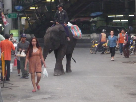 Auf einmal tauchte ein Elefant auf. Mitten in der 12mio-Stadt. Seit die Elefanten vor ca 20 Jahren von Maschinen als Arbeitskraft ersetzt wurden, werden sie zum Betteln benutzt. Der Umgang mit Tieren ist hier wirlich ein anderer...