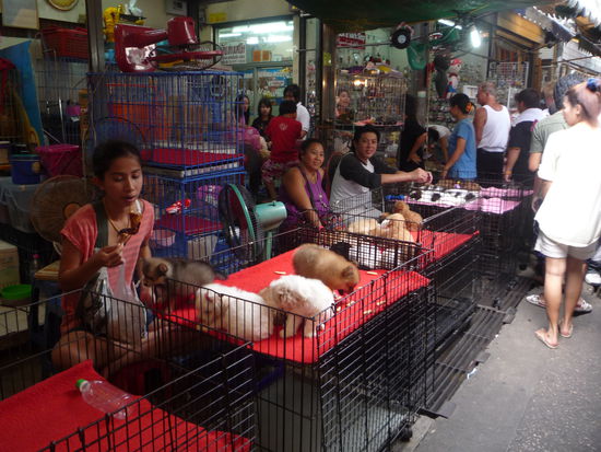 Erschreckend war der Tiermarkt!!!