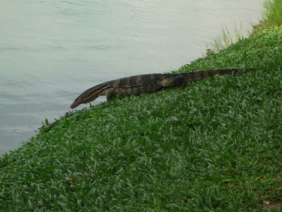 Im und am See des Lumpini Parks wohnen ganz viele dieser Kreaturen ...