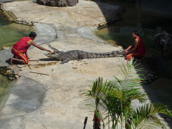 Bei der Krokodilshow wurde uns aber schnell klar, wie schlecht es den Tieren hier geht. Damit die Krokodile zubissen wurden sie vorher mit Bambusstoecken geschlagen.