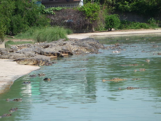 und so wurden sie gehalten. ein viel zu kleines Becken, welches dreckig war und stank beheimatete ca. 100 Krokodile, die teilweise schon uebereinander steigen mussten und sich aus Platzmangel angriffen.