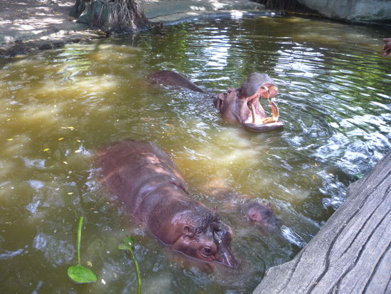 Den Nilpferden erging es auch nicht viel besser. Sie sind darauf trainiert von Besuchern gekaufte Bananen aufzufangen.