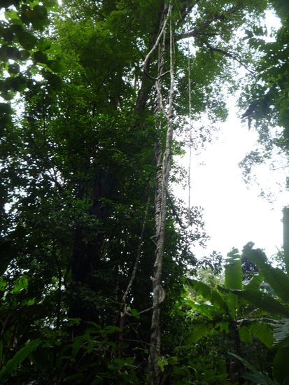 Auf dem Weg durch den Dschungel lernten wir viel ueber die Pflanzen und Tiere...zunehmend zog es sich zu!