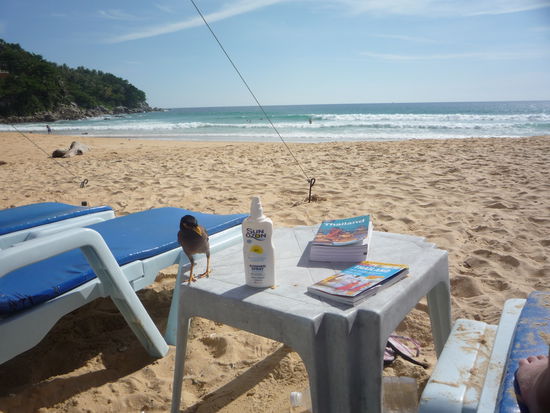 Lustig war dieser einheimische Vogel, der alles andere als scheu war.