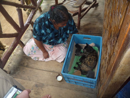 Diese Einheimische (sie mussten wir NICHT beherbergen) brachte der Mutter jeden Tag Futter und Milch. Wir waren nur zum Streicheln da.