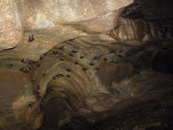 Zum Schluss unserer Hoehlentour besuchten wir die Fledermaeuse. War schon n bischen gruselig...
