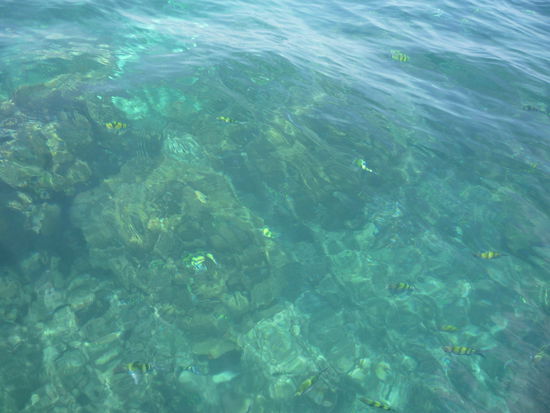 Und schon vom Boot konnte man kleine BVB-Fische sichten.