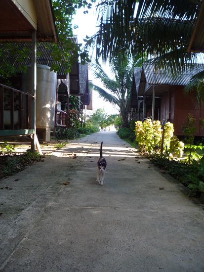 Die hatte sich in uns verliebt und begleitete uns jedes Mal, wenn wir an ihr vorbei gingen bis zu unserem Bungalow.