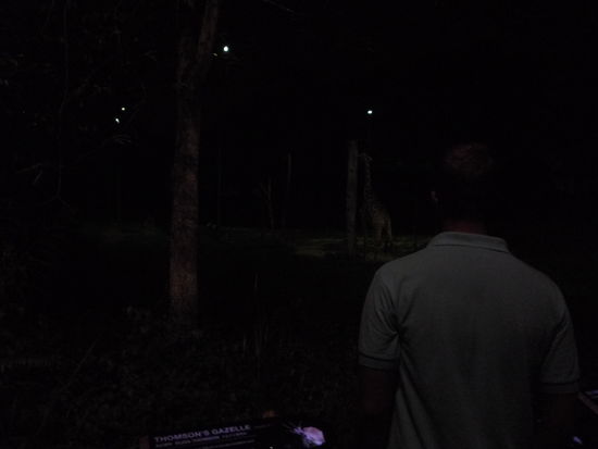 Auch zu sehen gab es Einiges. Hier bestaunt Hannes grad eine Giraffe bei Nacht.