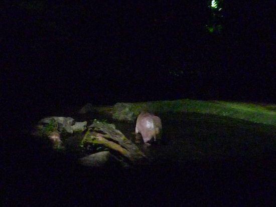 Dieses Nashorn beobachteten wir beim Nacht-Baden. (Ist fuer Tiere erlaubt, fuer Menschen natuerlich nirgendwo in Singapur!)