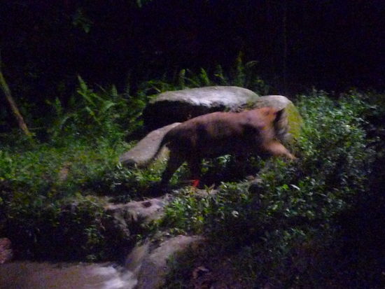 Das ist ein Tiger. Die anderen Bilder sind leider nix geworden. Muesst also schon selbst im Zoo vorbeischauen...