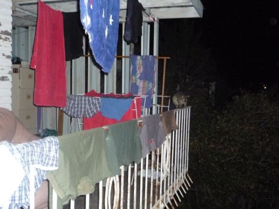 Abends bekamen wir noch Besuch vom hauseigennen Opossum, das sie "Sanchez de Manchez" genannt haben.