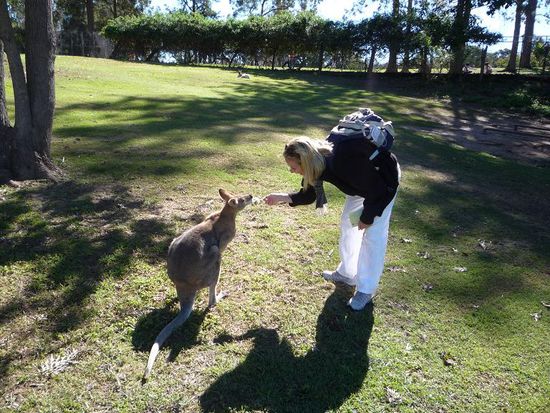 Und ...in Australien na klar... durften die Kaengurus nicht fehlen. Die waren hier sehr zutraulich.