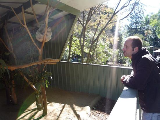 Die kleine Kugel vor Hannes ist ein schlafender Koala.