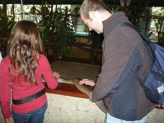 Nach einer Lehrstunde ueber das Leben von Schlangen durften wir dann auch eine 4m lange Phyton anfassen.