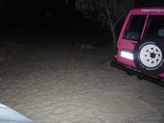 Als wir nachts vor unseren Zelten sassen, bekamen wir Besuch von einem Ureinwohner Fraser Islands&gt; einem DINGO!