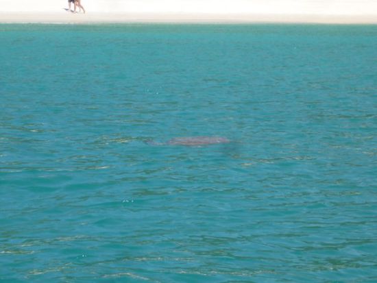 Auf dem Weg zurueck zur Siska, kamen wir an einer Wasserschildkroete vorbei.