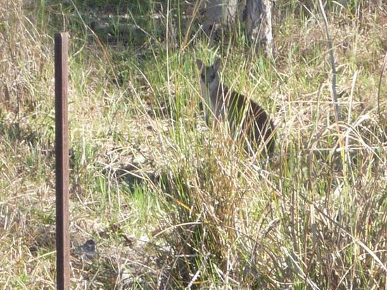 Auf dem Weg zum Wasserfall entdeckten wir gluecklicherweise noch rechtzeitig dieses Kaenguru.