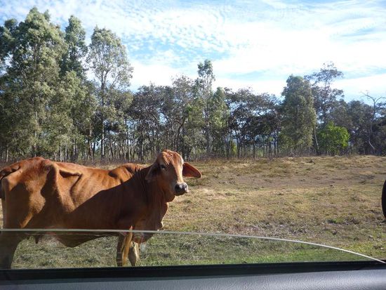 Direkt an und auf der Strasse grassten  australische Kuehe. Die sind duenner als deutsche Kuehe und haben Schlappohren.