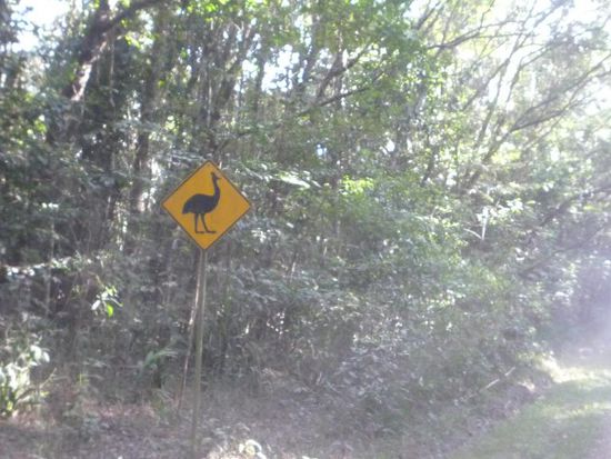 Zum Wasserfall gings durch einen REgenwald, der wie alle austr. REgenwaelder Truthahngebiet ist.