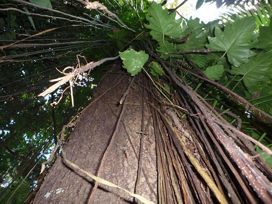 Tarzan???Hannes???doch Tarzan???