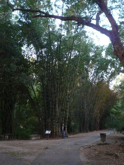 Das hinter Hannes ist Bambus! Haben nen Stamm als Mitbringsel klargemacht!