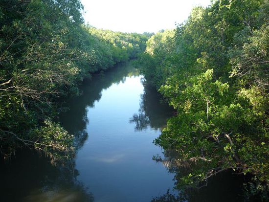 Am Ende des Regenwaldes war dieser Mangrovenwald an einem Salzwasser-Fluss.
