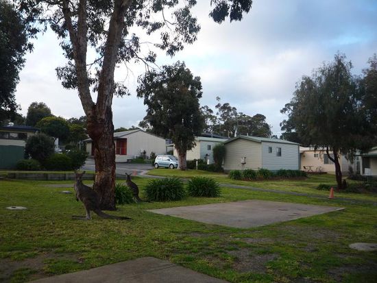 Dort hatten wir ein super gerauemiges und gemuetliches Holzbungalow gemietet. Da die Bungalows direkt am Wald lagen, gabs freilaufende Kaengurus direkt vor der Tuer.