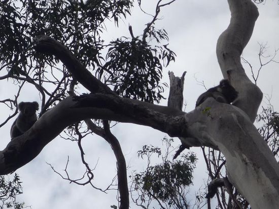 Auf dem Weg, entdeckte Ines auf einmal diese wildlebenden Koalas.
