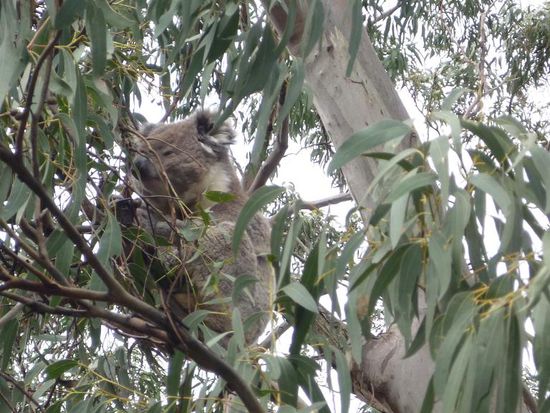 Weiter abseits der Strasse kamen wir einigen der Wollknaeule sogar richtig nah.