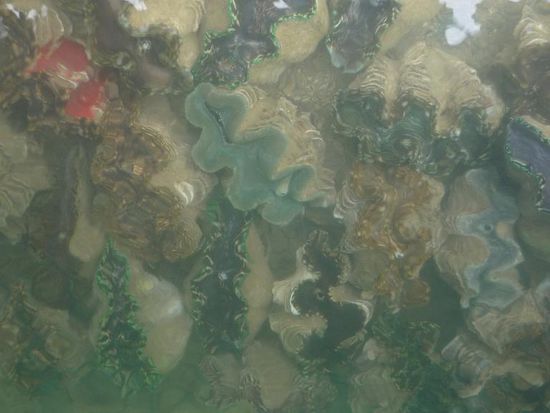 Muscheln gabs auch direkt am Hafen.