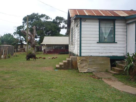 Die typischen Haustiere der Tonganer... Schweine, Ferkel und natürlich auch Hunde.