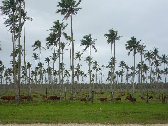 Vorbei an tonganischen Kuhweiden...