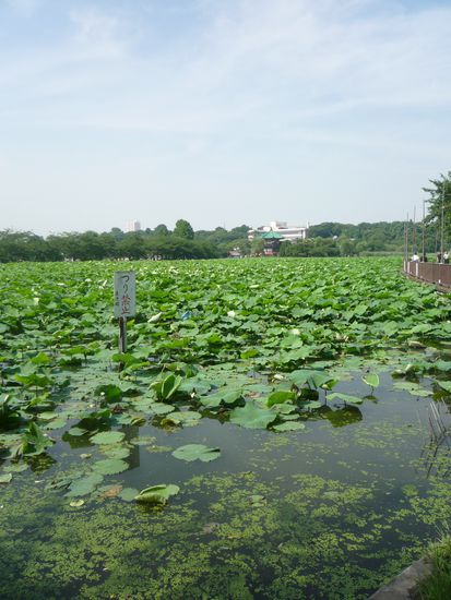 Hier der Eingang des Ueno-Parks, ein Teich der vollkommen von Seerosen bedeckt ist.