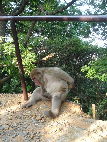 Nach gefuehlten 3h und realen 30min. sahen wir auch schon den ersten Vorfahren, der allerdings ein bischen desinteressiert wirkte...