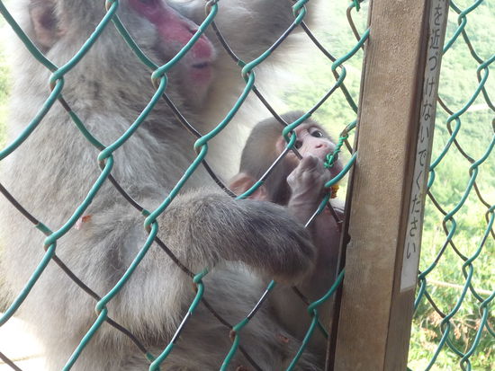 Hier kamen wir den Affen wirklich sehr nah. Dieser Kleine haette es sogar fast geschafft die Gitter durchzubeissen u zu uns zu kommen!