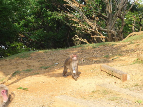 Die Muellbeseitigung uebernehmen hier auch die Affen.
