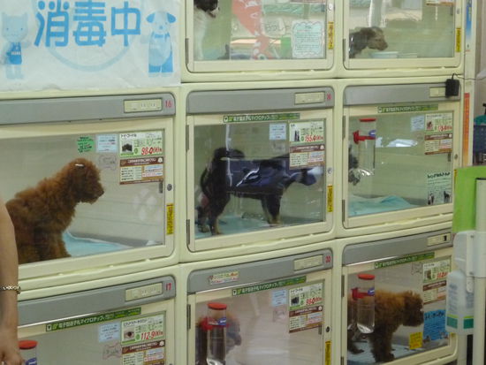 Auf dem Rueckweg zum Hostel kamen wir an einem Tierladen vorbei- BITTE Greenpeace alarmieren!!!