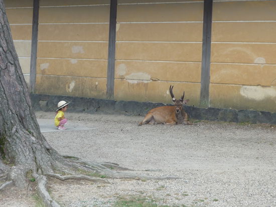 Vor allem waren wir aber, wie diese kleine Japanerin, von den frei herumlaufenden und zahmen Rehen begeistert. Die werden in Japan als heilig verehrt!